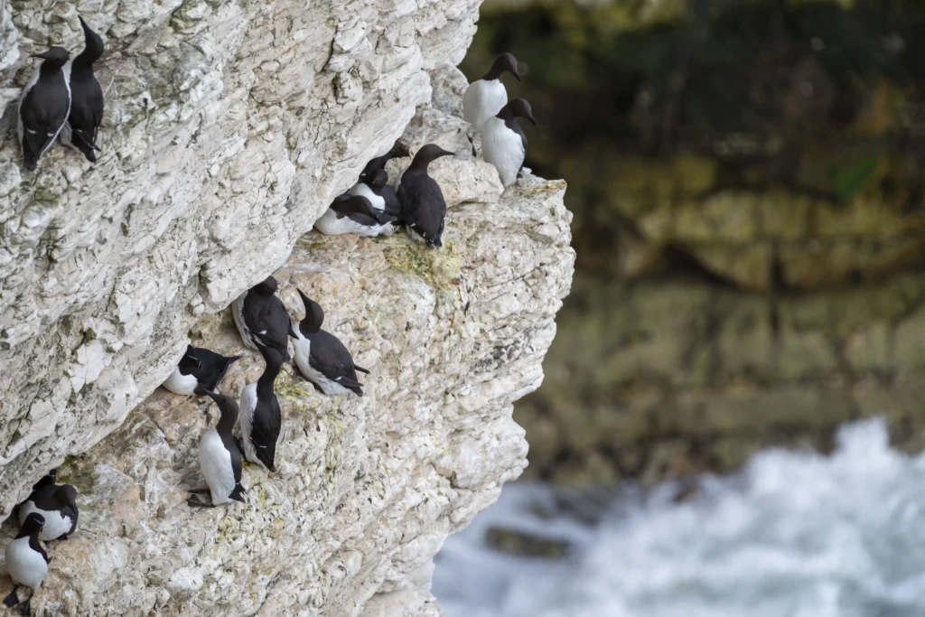 Sea Birds at bempton cliffs Flamborough