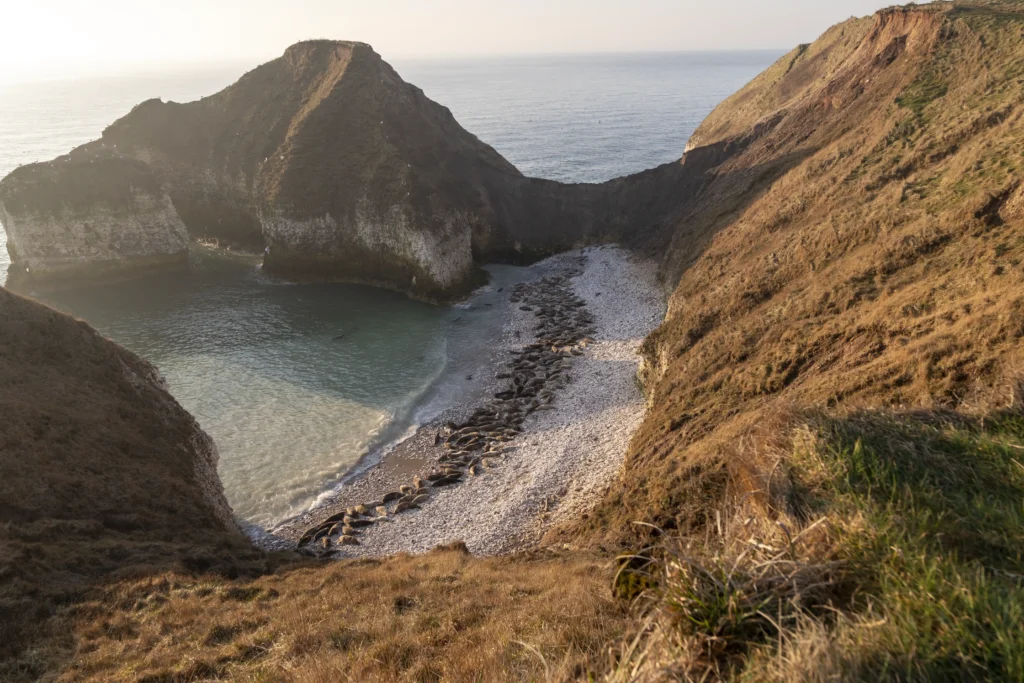 Seal at Drinking Dinosaur at Flamborough