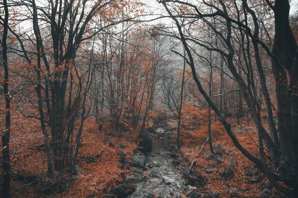 Autumn-101 copy