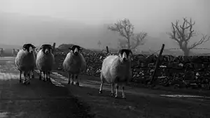 Sheep in the Yorkshire Dales